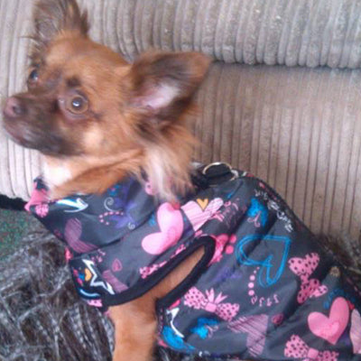 Padded Small Dog Chihuahua Gilet Coat Stars & Hearts - My Chi and Me