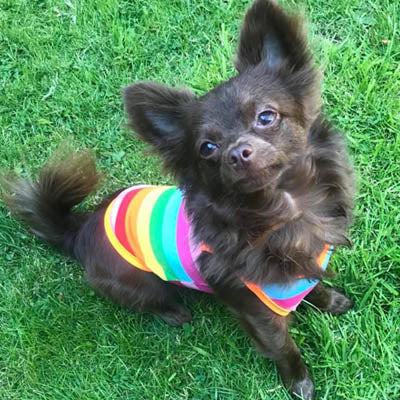 Chihuahua or Small Dog Rainbow Striped Pride T Shirt
