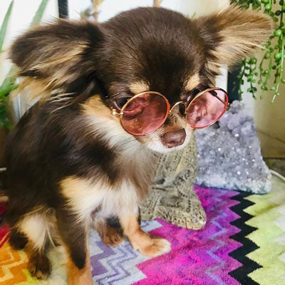 Medium Sunglasses for Larger Chihuahuas and Small Dogs Pink