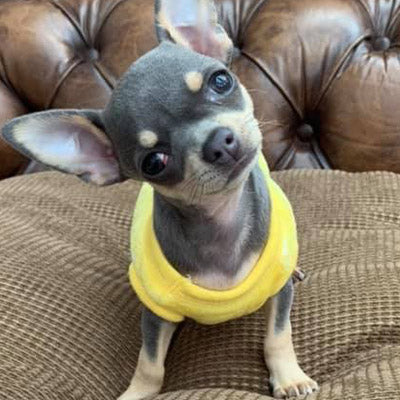 Chihuahua Puppy Fluffy Yellow Vest with Winnie the Pooh 5 Sizes - My Chi and Me