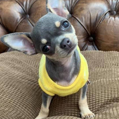 Chihuahua Puppy Fluffy Yellow Vest with Winnie the Pooh 5 Sizes - My Chi and Me