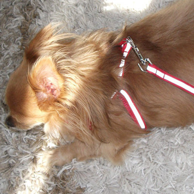 Reflective Chihuahua Harness and Lead Red Strong Webbing - My Chi and Me