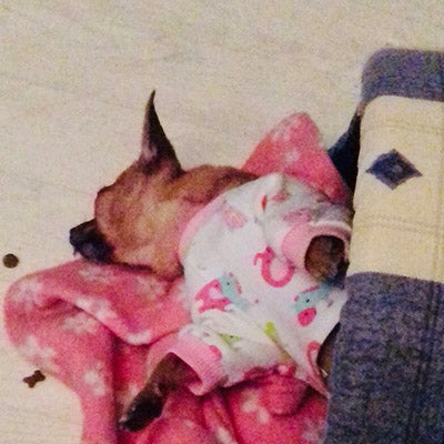 Chihuahua Small Dog Pyjamas Onesie Style Owls Horses Elephants Print Cotton Pink - My Chi and Me