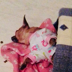 Chihuahua Small Dog Pyjamas Onesie Style Owls Horses Elephants Print Cotton Pink - My Chi and Me