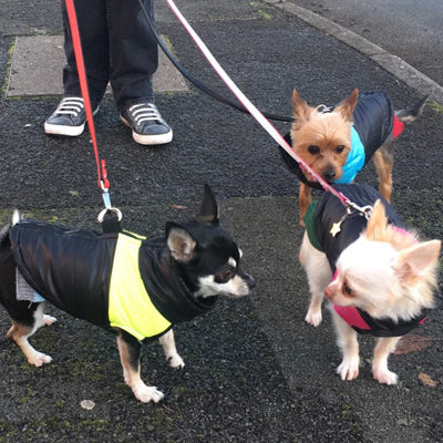 Gilet Style Small Dog Coat Black And Blue - My Chi and Me