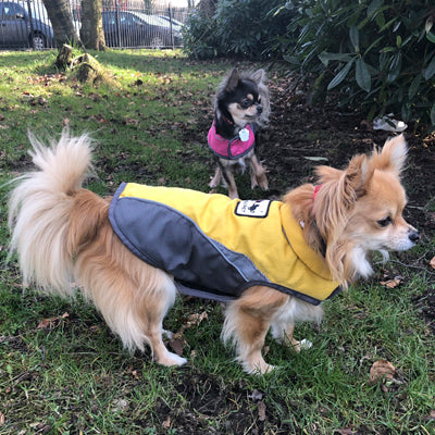 Small Dog Waterproof Reflective Adjustable Velcro Coat Yellow and Grey - My Chi and Me