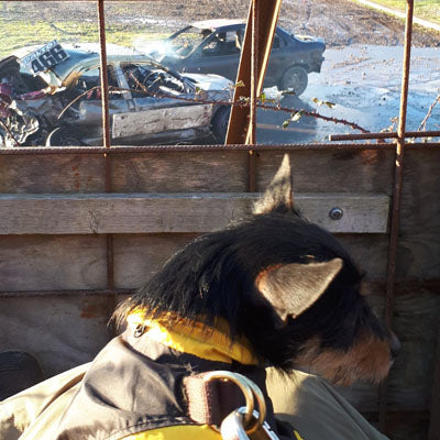 Urban Pup Chihuahua Puppy Chihuahua or Small Dog Black & Yellow Trailfinder Windbreaker Jacket Chihuahua Clothes and Accessories at My Chi and Me