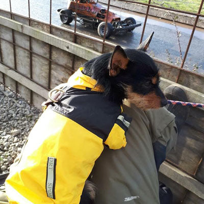 Urban Pup Chihuahua Puppy Chihuahua or Small Dog Black & Yellow Trailfinder Windbreaker Jacket Chihuahua Clothes and Accessories at My Chi and Me