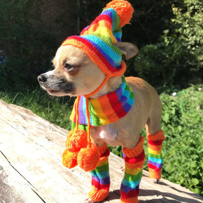 Chihuahua Hat Scarf and Leg Warmer Set Rainbow Stripes Chihuahua Clothes and Accessories at My Chi and Me