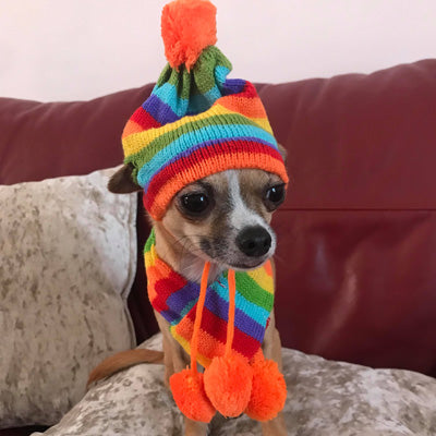 Chihuahua Hat Scarf and Leg Warmer Set Rainbow Stripes Chihuahua Clothes and Accessories at My Chi and Me