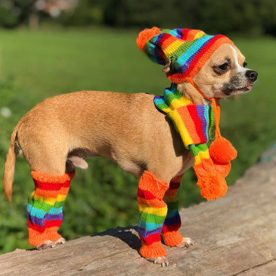 Chihuahua Hat Scarf and Leg Warmer Set Rainbow Stripes Chihuahua Clothes and Accessories at My Chi and Me