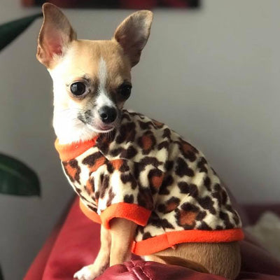 Chihuahua Puppy Fleece Leopard Print With Orange - 4 SIZES Chihuahua Clothes and Accessories at My Chi and Me