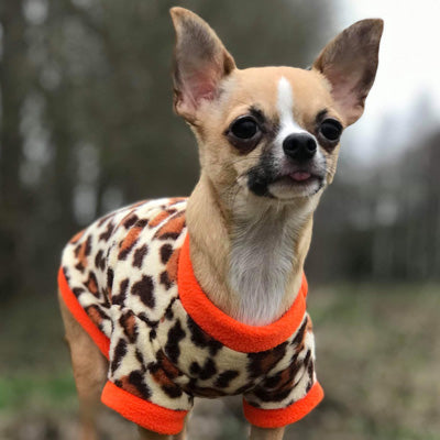Chihuahua Puppy Fleece Leopard Print With Orange - 4 SIZES Chihuahua Clothes and Accessories at My Chi and Me