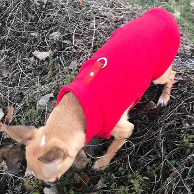 Chihuahua or Small Dog Fleece Jumper with D Rings For Leash Red - My Chi and Me