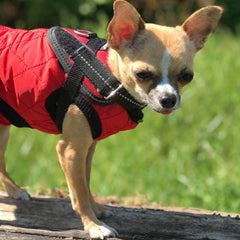 Water Resistant Padded Quilted Red Dog Gilet Chihuahua Clothes and Accessories at My Chi and Me