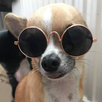 Small Dog Sunglasses Chihuahuas Shades 8 COLOURS - My Chi and Me