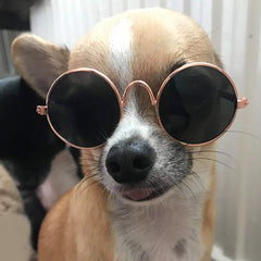 Small Dog Sunglasses Chihuahuas Shades 8 COLOURS - My Chi and Me