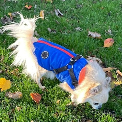 Trekker Summit Small Dog Inbuilt Harness Coat Blue and Orange