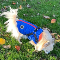 Trekker Summit Small Dog Inbuilt Harness Coat Blue and Orange