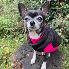 Lightweight Gilet Style Chihuahua or Small Dog Puffa Coat Black