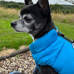 Lightweight Gilet Style Chihuahua or Small Dog Puffa Coat Blue