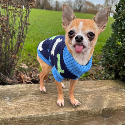 Blue Bones Design Jumper Chihuahua or Small Dog