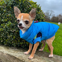 Blue Bones Design Jumper Chihuahua or Small Dog