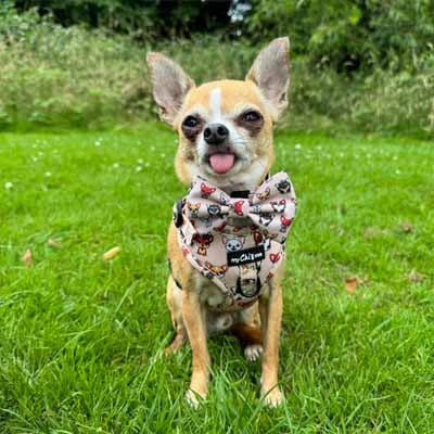 Smart Little Paws Chihuahua Print Exclusive Designer Bow Tie by My Chi and Me