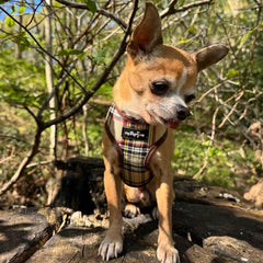 My Pup and Me Brown Tartan Harness