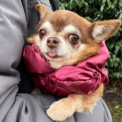 Water Resistant Burgundy Pearlised Padded Puffa Coat