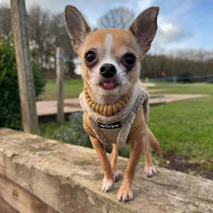 Tiny Trails Step In Soft Touch Suede Effect Faux Fur Lined Puppy and Small Dog Harness Caramel