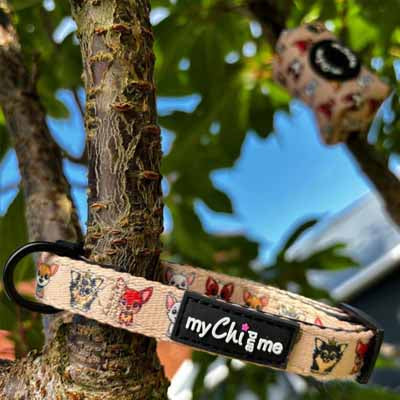 Smart Little Paws Stone Chihuahua Print Exclusive Designer Collar by My Chi and Me