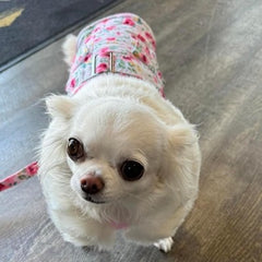 Urban Pup Chihuahua Puppy Chihuahua or Small Dog Floral Cascade Coat