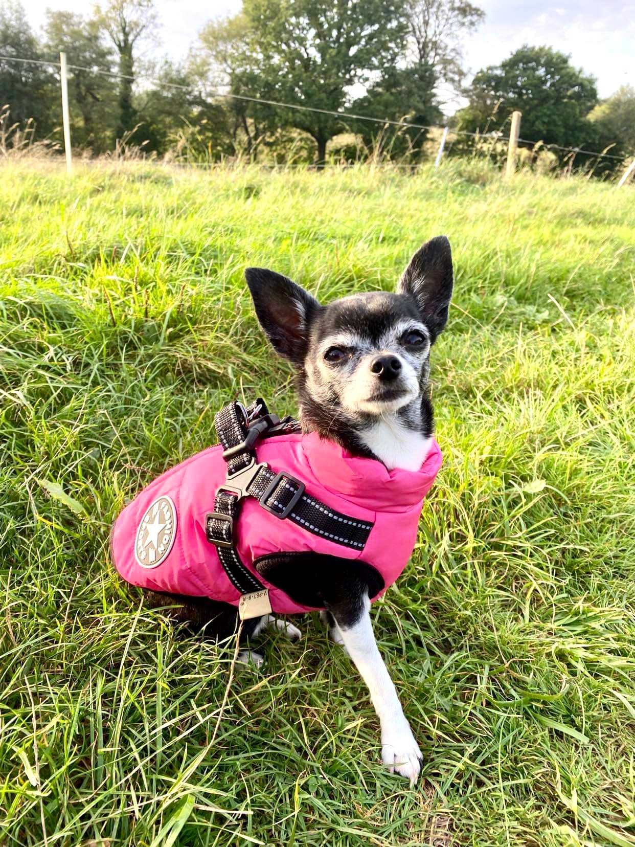 Sherpa Premium Waterproof Small Dog D Ring Coat