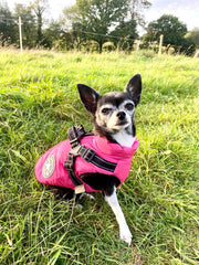 Sherpa Premium Waterproof Small Dog D Ring Coat