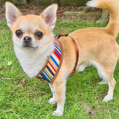 Urban Pup Henley Striped Tan Harness