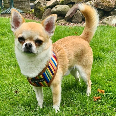Urban Pup Henley Striped Tan Harness