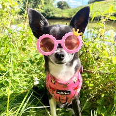 Chihuahua Print Exclusive Small Dog Harness by My Chi and Me