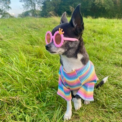 Small Dog Rainbow Pastels Ribbed Turtleneck Lightweight Undershirt Jumper