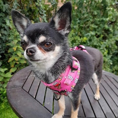 Chihuahua Print Exclusive Small Dog Harness by My Chi and Me