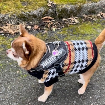 Urban Pup Chihuahua or Small Dog Autumn Check Jumper Caramel and Black