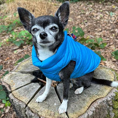 Lightweight Gilet Style Chihuahua or Small Dog Puffa Coat Blue