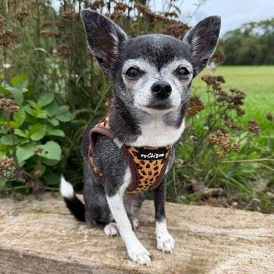 Lightweight Tiny Trails Step In  Luxury Leopard Puppy and Small Dog Harness