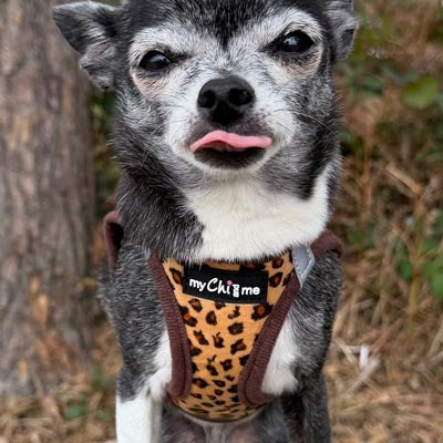 Lightweight Tiny Trails Step In  Luxury Leopard Puppy and Small Dog Harness