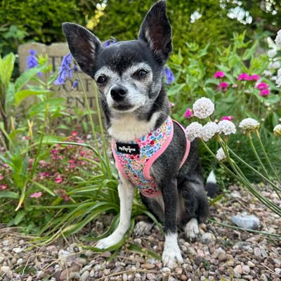 Meadow Floral Harness by My Pup and Me