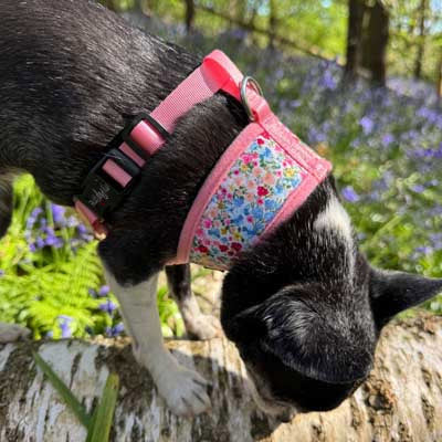 Luxury Meadow Floral Harness by My Pup and Me