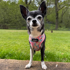 Meadow Floral Harness by My Pup and Me