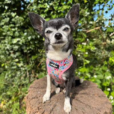 Meadow Floral Harness by My Pup and Me