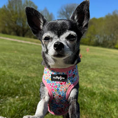 Luxury Meadow Floral Harness by My Pup and Me