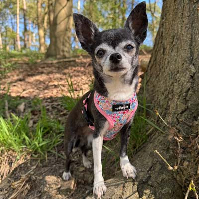 Meadow Floral Harness by My Pup and Me
